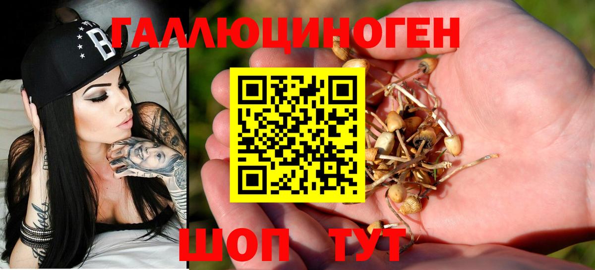 Галлюциногенные грибы Psilocybe Красногорск